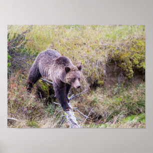 Poster États-Unis, Wyoming, Parc national de Yellowstone,