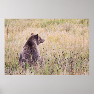 Poster États-Unis, Wyoming, Parc national de Yellowstone,