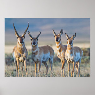 Poster États-Unis, Wyoming, quatre antilopes d'Amérique m