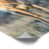 Poster Etats-Unis, Wyoming, quatre dollars d'antilope Pro (Coin)