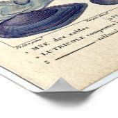 Poster Etching marin classique - Clams (Coin)