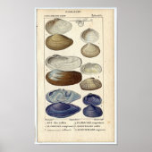 Poster Etching marin classique - Clams (Devant)
