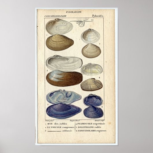 Poster Etching marin classique - Clams (Devant)