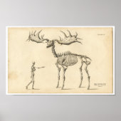 Poster Etching Zoologique Classique - Ancien Elc & Humain (Devant)