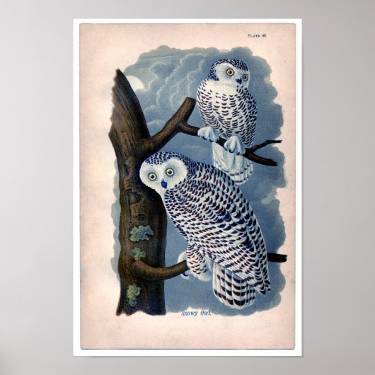 Poster Etching Zoologique Classique - Chouettes Neiges (Devant)
