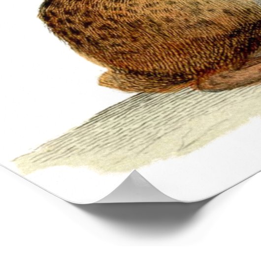 Poster Etching zoologique classique - Lapin (Coin)