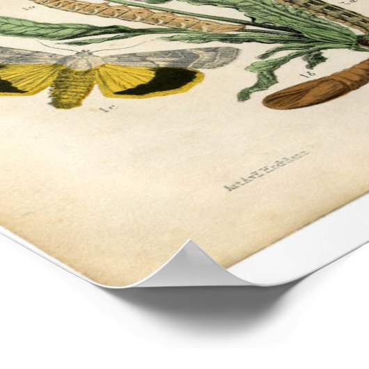 Poster Étching Zoologique Classique - Mites (Coin)