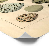 Poster Etching zoologique classique - Oeufs d'oiseaux (Coin)