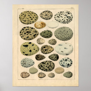 Poster Etching zoologique classique - Oeufs d'oiseaux