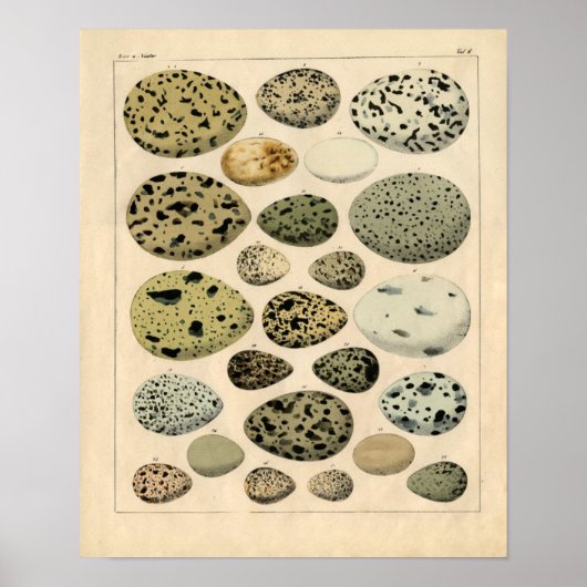 Poster Etching zoologique classique - Oeufs d'oiseaux (Devant)