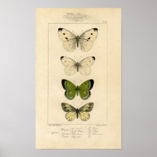 Poster Etching zoologique classique - Papillons