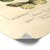 Poster Etching zoologique classique - Papillons (Coin)