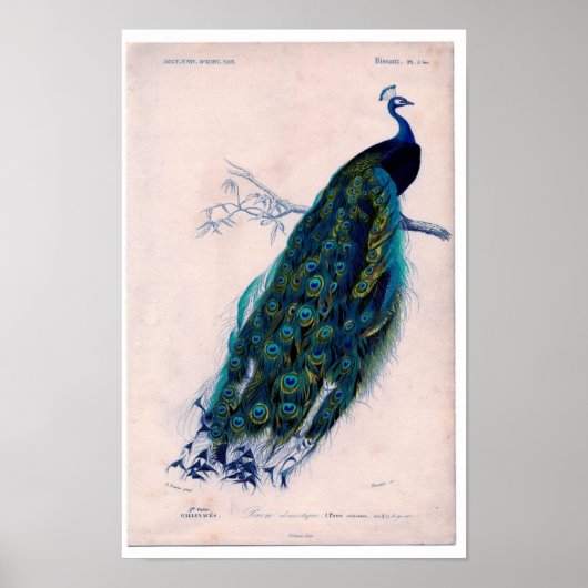 Poster Etching Zoologique Classique - Peacock (Devant)