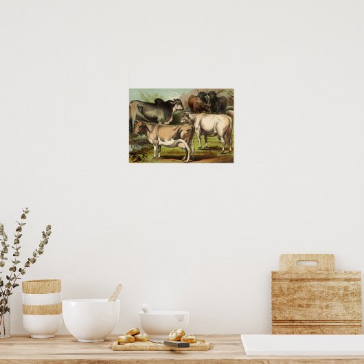 Poster Etching Zoologique Classique - Vaches (Cuisine)