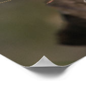 Poster Été - American Pica (Coin)