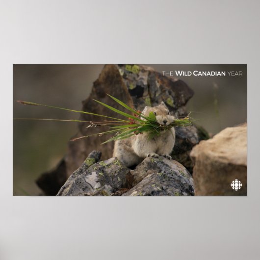 Poster Été - American Pica (Devant)