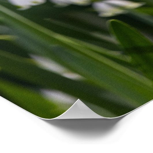 Poster Été Fleurs blanches de neige (Coin)