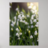 Poster Été Fleurs blanches de neige (Devant)