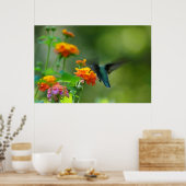 Poster Été Hummer (Cuisine)