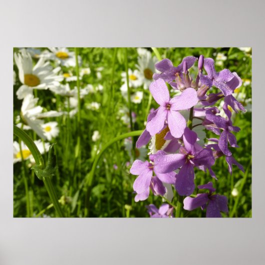 Poster Été Lilac et marguerites (Devant)