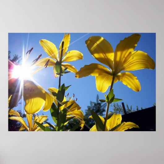 Poster Été Lilies série 4 (Devant)