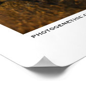 Poster Été sans fin (Coin)