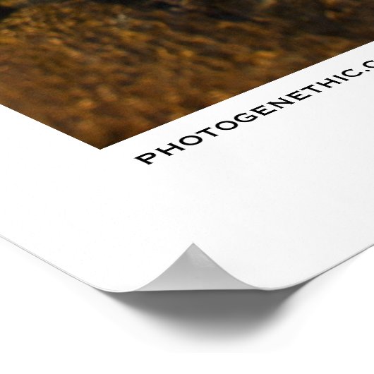 Poster Été sans fin (Coin)