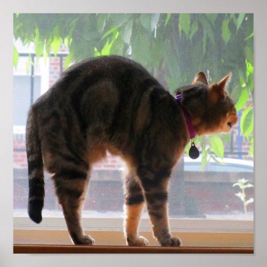 Poster Étendu Indigo (Devant)