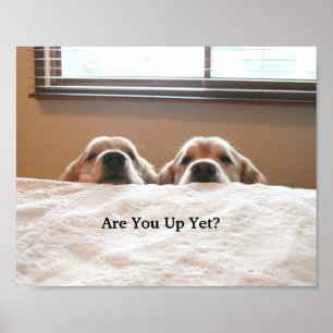 Poster Êtes-Vous Déjà Debout ?Golden Retriever