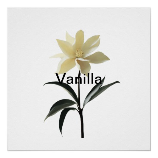 Poster Ethereal Magnolia Grace (Devant)