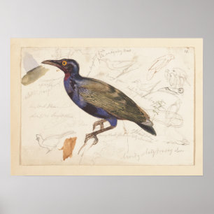Poster [Étincelle non identifiée]. 1835, Lear, Edward