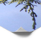 Poster Étiquette dans un arbre d'épinette (Coin)