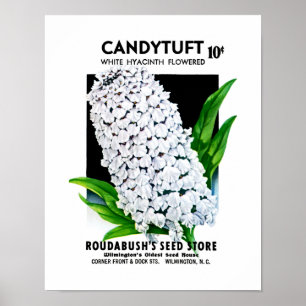 Poster Étiquette de paquets de semences Candytuft