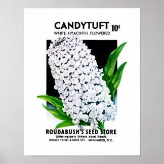 Poster Étiquette de paquets de semences Candytuft