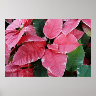 Poster Étoile d'Argent Marbre Poinsettias Roses Fleurs de