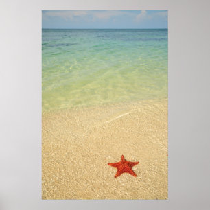 Poster Étoile de mer rouge de coussin   Trinidad, Cuba