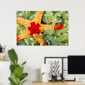 Poster Étoile de mer rouge et jaune (Bureau à domicile)