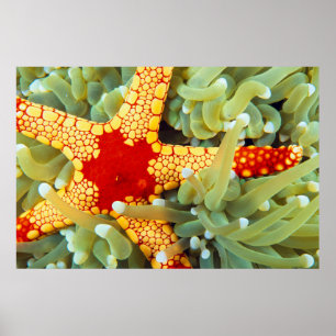 Poster Étoile de mer rouge et jaune