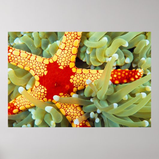 Poster Étoile de mer rouge et jaune (Devant)