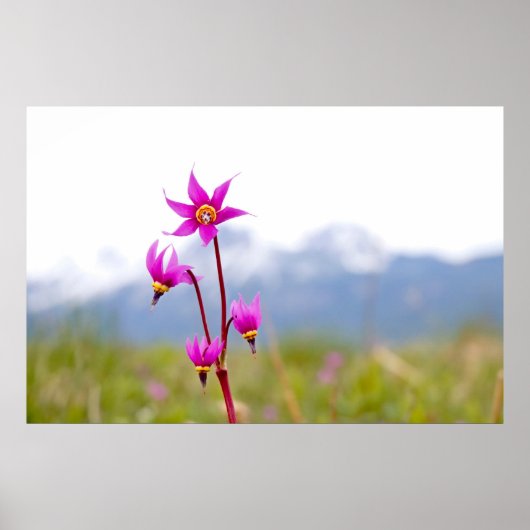 Poster Étoile de tir (Devant)