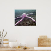 Poster Étoile rose géante (Pisaster brevispinus) (Cuisine)