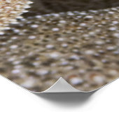 Poster étoile tout autour (Coin)