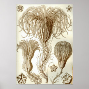 Poster Étoiles de plume d'Ernst Haeckel Crinoidea