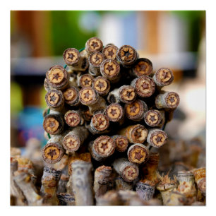 Poster Etoiles le long du Rio Grande Cotton Wood Trees