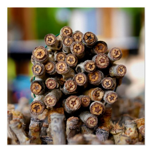 Poster Etoiles le long du Rio Grande Cotton Wood Trees (Devant)