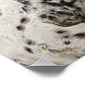 Poster Étonnante gélatine appaloosa (Coin)