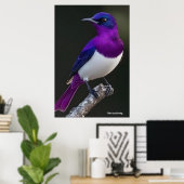 Poster Étourneau à dos violet (Bureau à domicile)