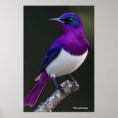 Poster Étourneau à dos violet (Devant)