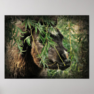 Poster Être l'Onery Mini Filly sous le Willow Tree