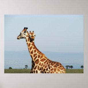 Poster Étreindre de girafe de mère et de bébé